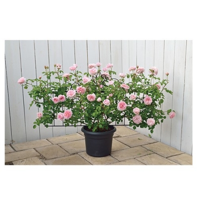 G-story Design Trellis Slim